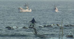 chasse aux dauphins japon